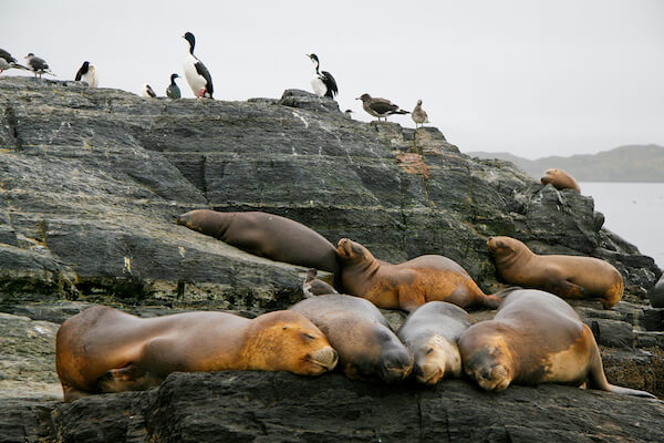 Seals and cormorants in Tierra del Fuego
