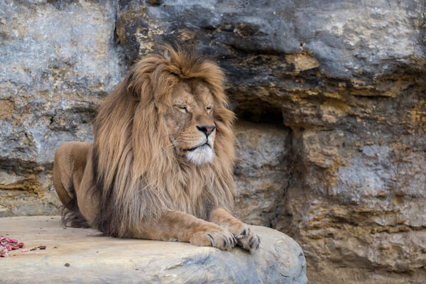 Barbary lion - image from shutterstock.com