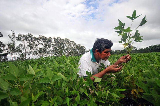 Soy bean plantation in Bolivia - image from Neil Palmer/wikimedia