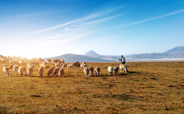 Flock of sheep in Mongolia