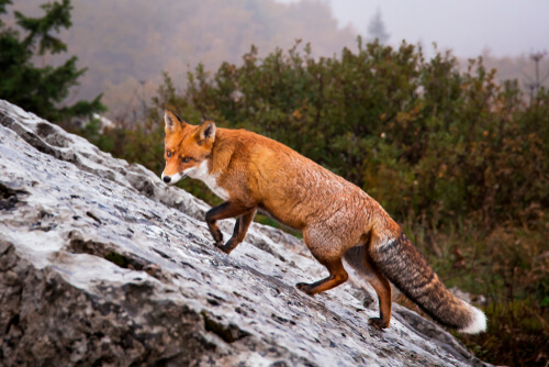 Croatia red fox