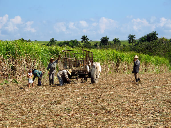 Cuba sugarcane harvest - image by Sergey-73/shutterstock.com