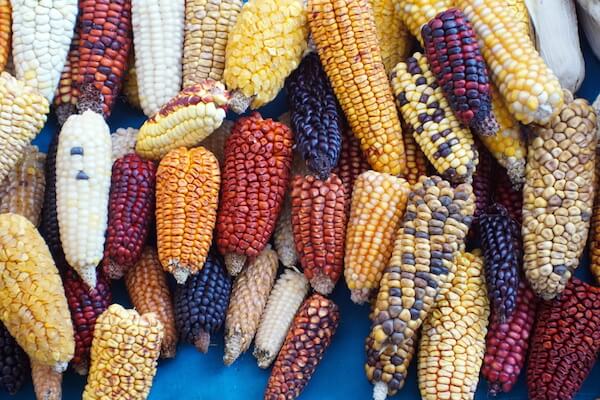 Multicolour corn