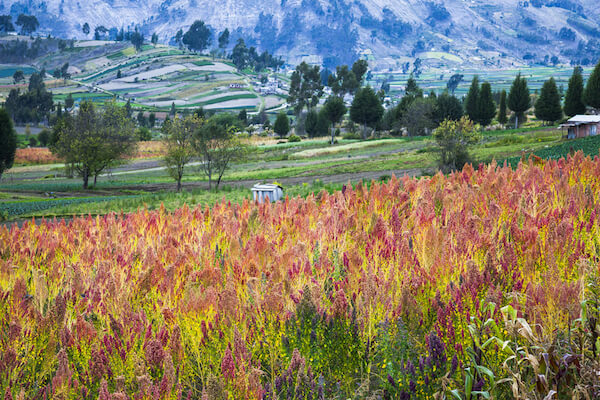 Quinoa fields in Ecuador