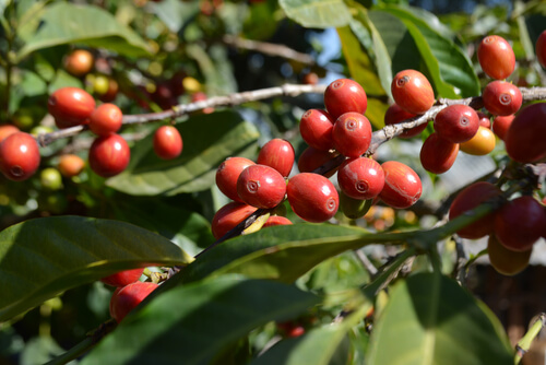 Ethiopian coffee beans - Ethiopian coffee is the biggest export product