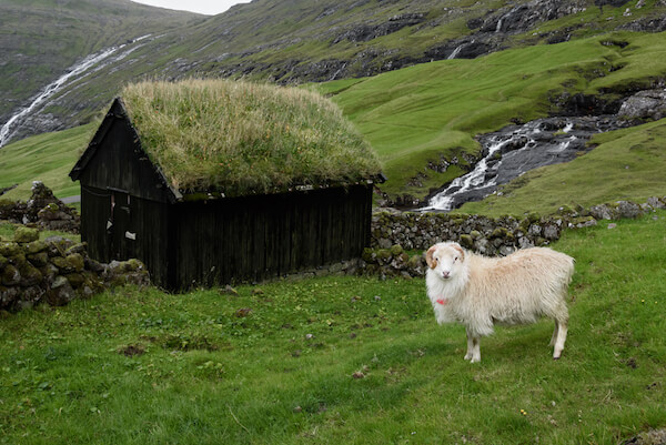 Faroe islands house with grass roof and sheep