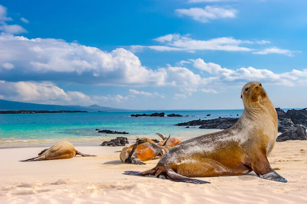 Seals on a beach in the Galapagos islands
