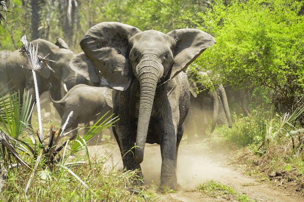 Gorongosa elephants