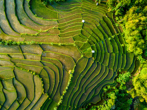 Rice fields in Indonesia - aerial view of landscape
