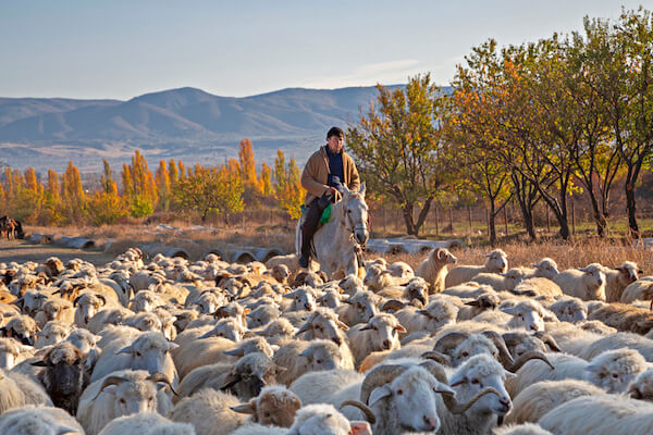 Georgian sheep farmer and sheep - image by MehmetO/shutterstock.com