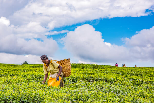 Kenyan tea plantation worker in Nandi Hills - image by Jen Watson/shutterstock