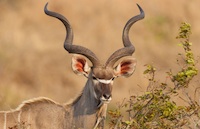 Namibian Gemsbok