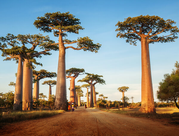 Madagascar Baobab Valley