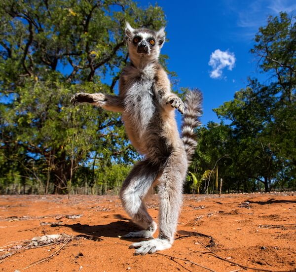 Dancing maki lemur