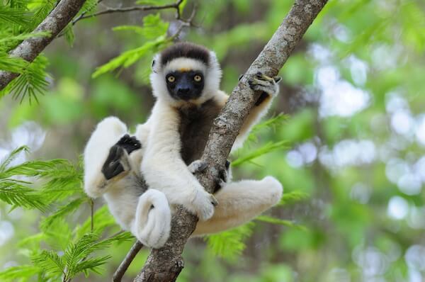 White sifaka lemur on tree in Madagascar