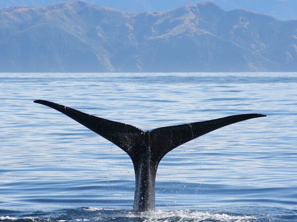 New Zealand sperm whale fluke