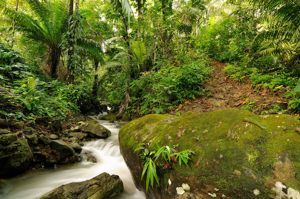 Panama Jungle