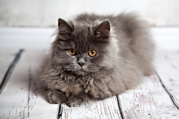 Iran Grey Persian Cat