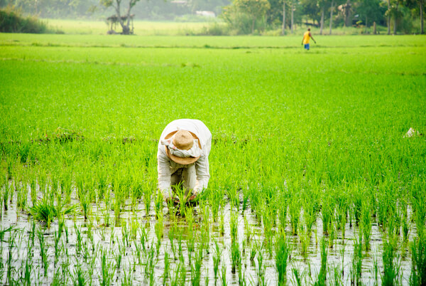 Working on a rice field in the Philippines