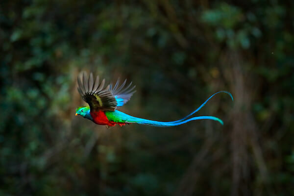 The colourful resplendent quetzal bird in flight - image by shutter stock.com