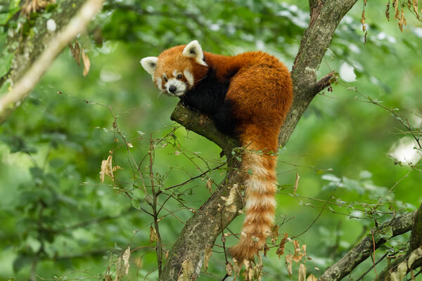 Red panda in Bhutan