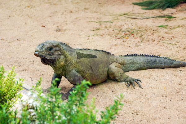Rhinoceros iguana in the Dominican Republic - image by SkrypnykovDmytro