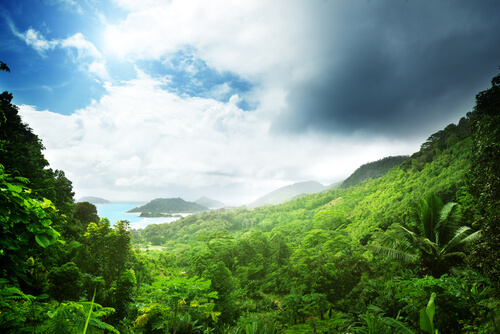 Seychelles green jungle landscape