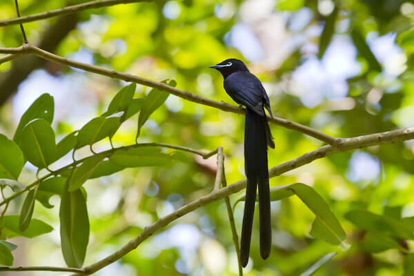 Seychelles Paradise Flycatcher bird