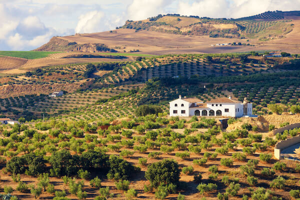 Olive farm near Cadiz in Andalusia/Spain