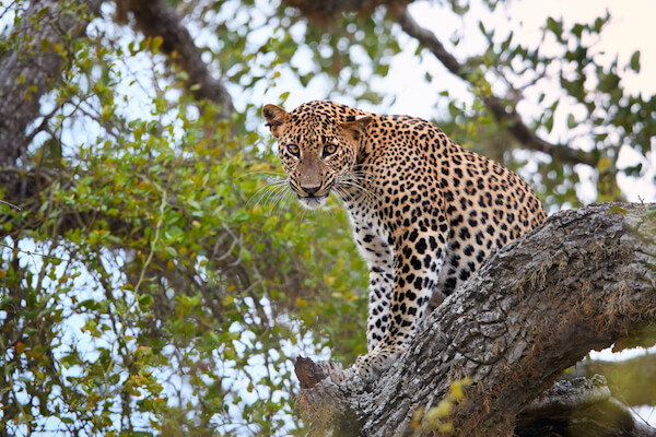 Sri Lanka animals: Leopard in Sri Lanka