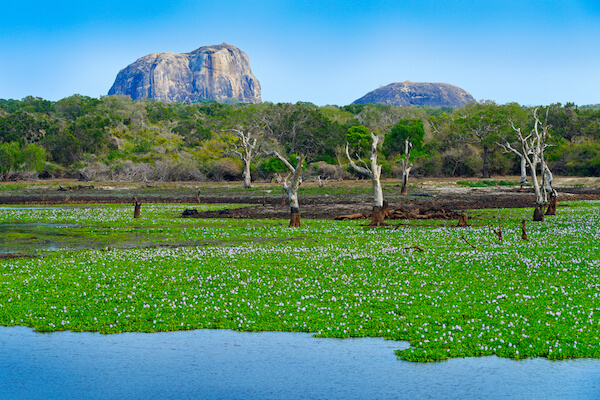 Yala National Park in Sri Lanka