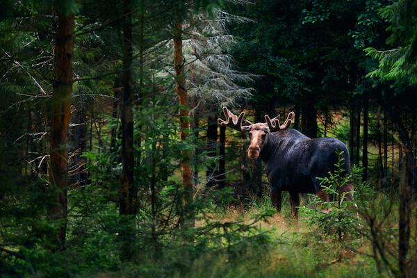 Elk in Swedish forest