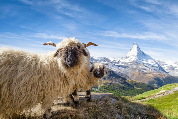 Black nose sheep near Zermatt