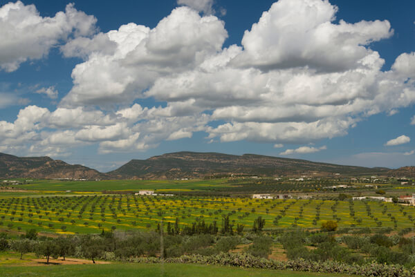 Olive plantations in Tunisia
