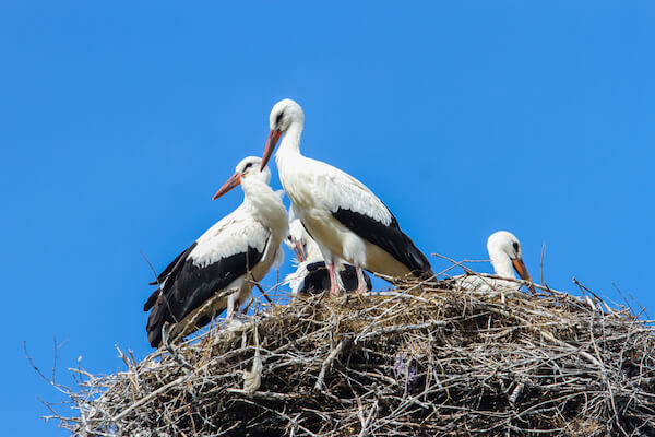 Storks nest and blue sky - Ukraine animals