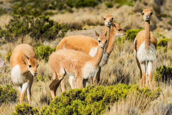 Vicunas in the Andes region near Arequipa