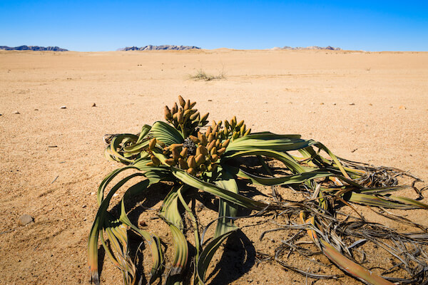 Welwitschia Plant in the Namib Desert