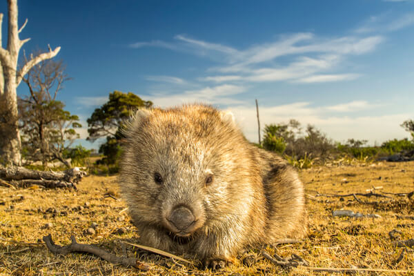 Wombat in Tasmania/ Australia
