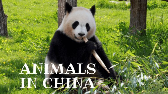 Animals in China: panda