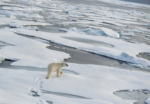 Arctic Ocean ice packs with polar bear