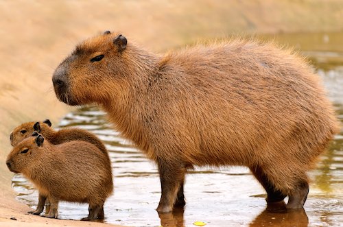 Capybara with babies