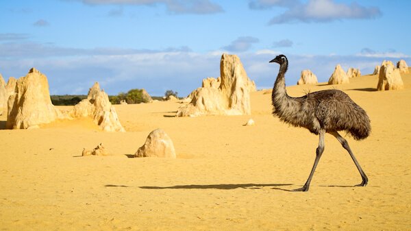 pinnacles desert with emu