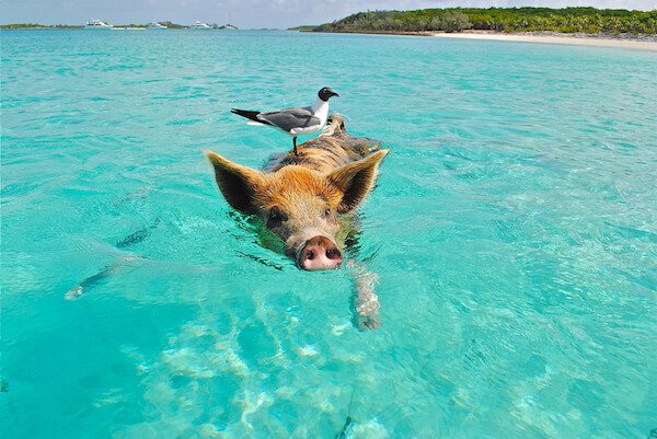 Swimming pig with bird on head in turquoise water in the Bahamas