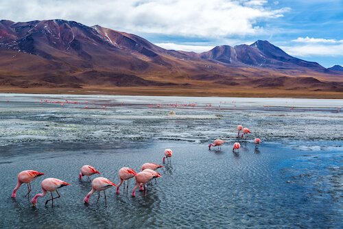 Pink flamingoes in Bolivia's Salar de Uyuni