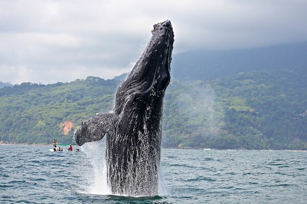 Breaching Whale in Ballena Marine National Park in Costa Rica