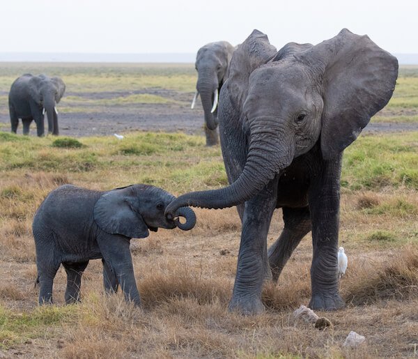 Amboseli National Park - Elephants