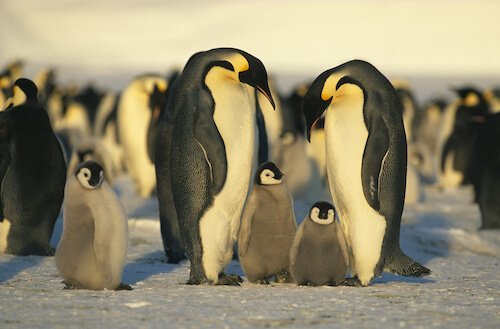 Emperor Penguins Antarctica Facts