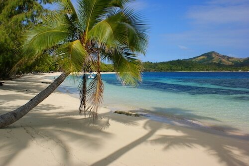 Oceania - Fiji beach with palm tree