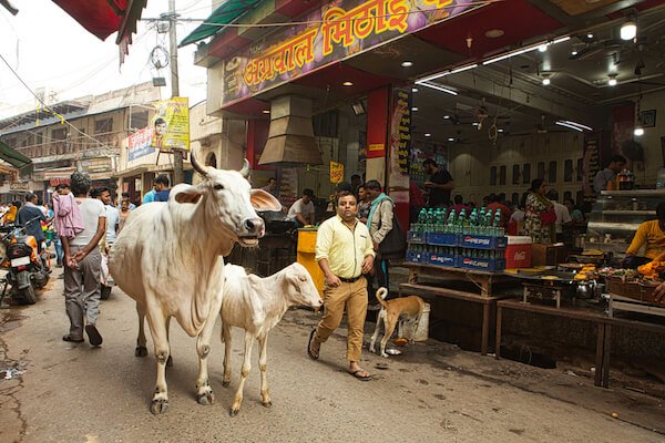 India Cows in Uttar Pradesh street - image by PIRANHAS ROY/shutterstock.com