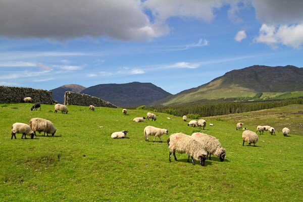 Sheep on field in Ireland